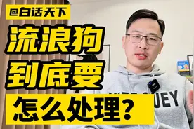 流浪狗，到底该怎么处理？
