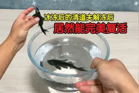网传冰冻后的清道夫解冻后居然能完美复活？这也太离谱了吧视频封面