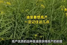 油菜高产种植有秘诀，记住这几点很重要