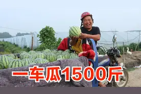 胖哥骑三轮去摘西瓜，等了一夜才排上队，一车拉了1500斤大西瓜视频封面