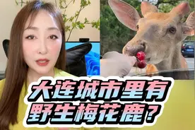 吃饭、睡觉、顶老头的“滨海路活爹”是啥？大连为何有野生梅花鹿