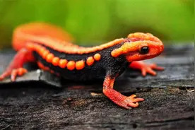 罕见！国家二级保护动物红瘰疣螈现身永德，为何被称作“金麒麟”