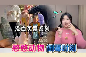 动物园的搞笑日常！袋鼠可以用尾巴站立，谁的头被鸟嘴一口吞？视频封面