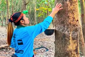 超治愈的割橡胶树收集天然橡胶的过程～就说树树它难道不会疼吗！