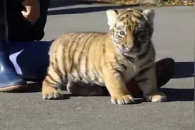 刚满月的小老虎，第一次出来见游客，隔着屏幕都能闻到奶香气视频封面