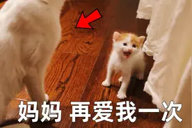 未满月奶猫因生病被猫妈狠心丢弃，苦苦哀求母猫却不为所动视频封面