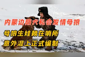 内蒙边防犬私会发情母狼！欠下风流债被找上门，竟混上正式编制