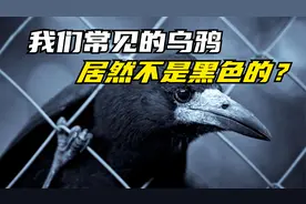 原来乌鸦不是一般黑，而是五彩斑斓的黑！视频封面
