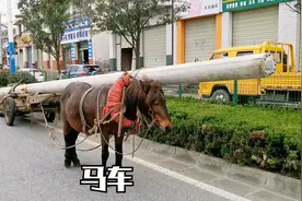 汉中矮马拉水泥电线杆12米长1吨2，动力强劲，穿越市区汽车用不上