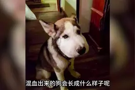 不同品种的狗狗混血出的孩子长的实在是太搞笑了！