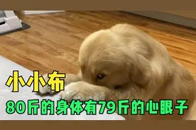 这是全网心眼最多的金毛小布，80斤的身体有着79斤的心眼子！