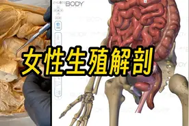 女性生殖系统解剖视频封面