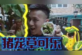 猪笼草里面倒入可乐放一个晚上之后！可乐的味道是怎么样的！