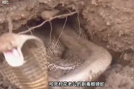 挖掘机挖眼镜蛇视频封面