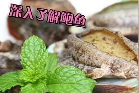 深入了解一下鲍鱼