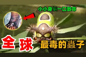 全球十种最毒的虫子，小小身躯一口致命，第二名竟是人造的视频封面