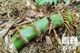 竹林里遇这种青鞭一定不放过，按口诀找冬笋，方法简单收获满满