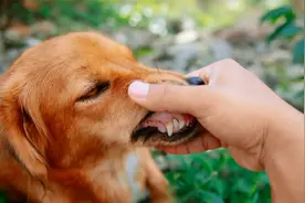 狗狗突然咬主人，不只是因为“看你不顺眼”，还有这些原因视频封面