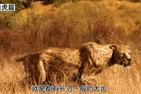史前巨兽剑齿虎，最大的猫科动物，称霸冰河世纪为何突然灭绝？