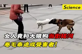 金毛女人和大狼狗当街拔河，卷毛泰迪尾巴都断了，路人：活该！