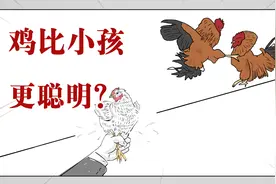 鸡居然比小孩还聪明？这很难接受啊！视频封面