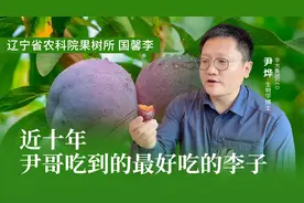 来自辽宁省农科院的国馨李，是尹哥近十年吃过的最好吃的李子视频封面