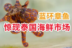 蓝环章鱼惊现泰国海鲜市场，这家伙的毒性比眼镜蛇还猛