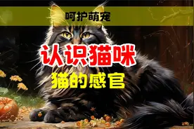 认识猫咪之猫的感官