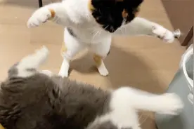 捡来的流浪猫把家里的猫打了个遍，家猫敢怒不敢言，要不扔了？视频封面