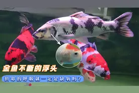 观赏鱼不断浮头、拼命的呼吸就一定是缺氧吗？