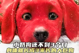 小奶狗还不到3个月，一夜之间就长成3米长的巨狗。