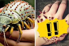 世界上最危险的10种“剧毒虫子”，体型虽小，却能致命！视频封面