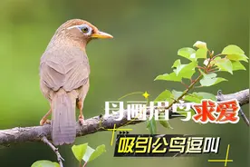 母画眉鸟求爱叫声，好听又实用！视频封面