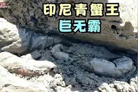 印尼顶级抓蟹人老四，抓到巨无霸青蟹王个头很凶猛，看着脑袋发懵视频封面