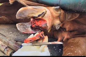 一只腐烂生蛆的牛蹄，看大壮如何治疗