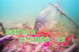 春季野钓做窝，酒米和老坛玉米哪个更诱鱼？水下实测看结果！视频封面