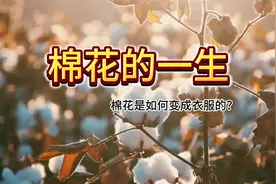 走进棉花的一生，看看棉花是如何从种子，变成衣服的？视频封面