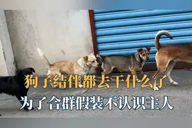 狗子结伴都去干什么了？为了合群假装不认识主人，原来组织有活动