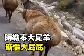 羊中卡戴珊，阿勒泰大尾羊！新疆大屁屁视频封面