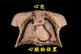 带您了解心脏的位置与心包