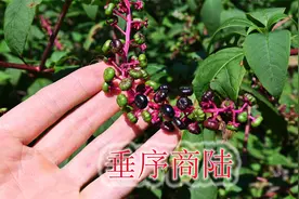 农村诱人的“毒葡萄”植物，学名“垂序商陆”，全株有毒莫误食！