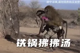 哈扎比人的自然之道：毒箭狩猎大狒狒，原始熬汤品真味视频封面