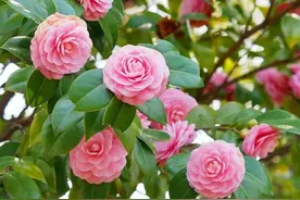 “4种花”，一定要晒太阳，越晒越开花，花大色美很鲜艳，爱了图片