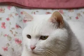 传言：猫可以“治百病”，还有相关的科学证明？应不应该相信？图片