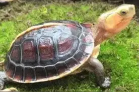 要选互动性强的龟，这几种必不可少，皮实还帅气，新手都能养得活图片