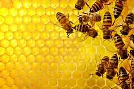 “不会撒谎”的三体人，在地球上也可以进化出来么？图片