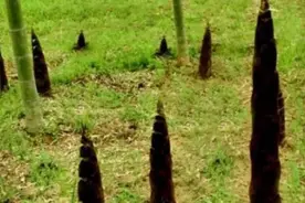 春雨惊春笋，人间已成诗图片