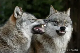 寄生虫助你成功！感染当狼王概率高46倍，人感染也能当“头狼”？图片