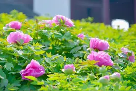四月至，天中山下花开已成海图片