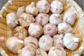 今天才知道，保存大蒜这么简单，放很久都不发芽不干瘪，快试试吧图片